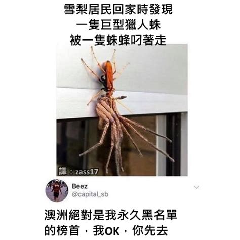 澳洲蜘蛛梗圖|動物梗圖星球 